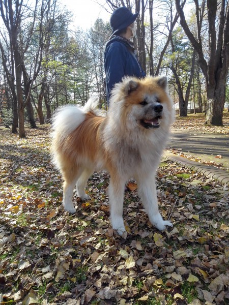 初めて見た本物の秋田犬