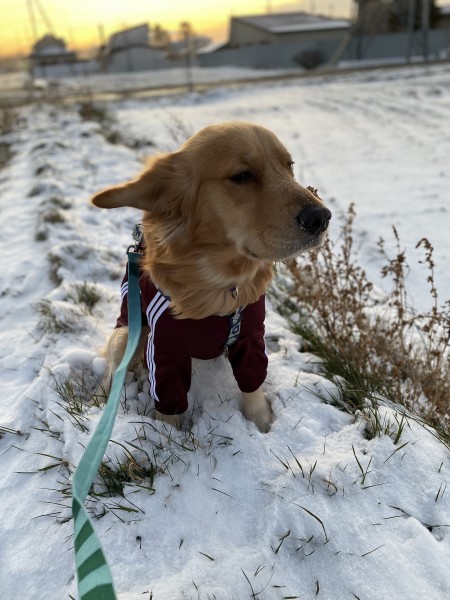 とうとう雪が降ったね！ 楽しいなっ！