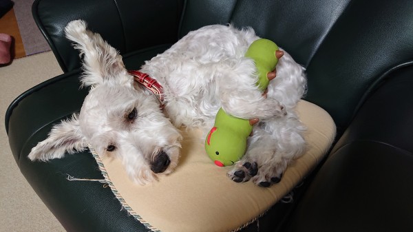 お気に入りのおもちゃ！