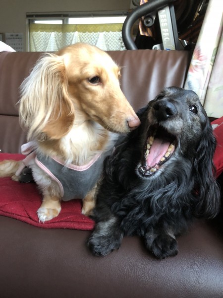 歯を痛がるジーン♂を心配そうに診るティナ♀でした(^｡^)