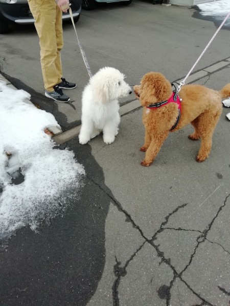 朝のごあいさつ、桃太郎くん(♂)&イブちゃん(♀)