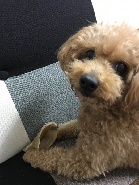 牛のひづめ、おいしいよ♪