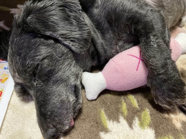 もう食べられない…★