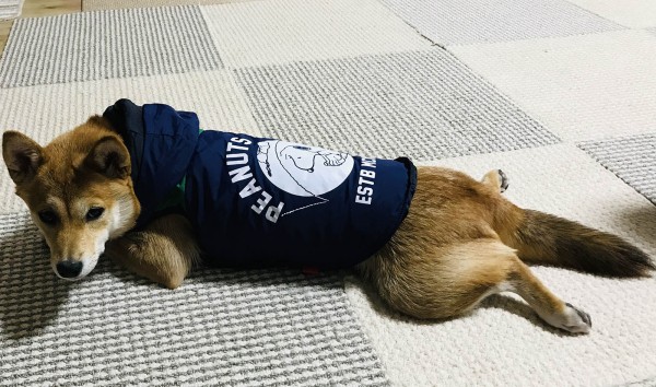 お散歩は好きだけど…　服はイヤだなぁ…