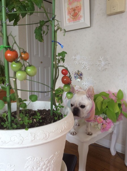 早く食べたいな～♪