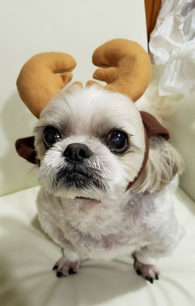 今年は何を頼もうかな？