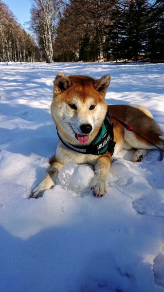 やっぱり氷はたまらないワン！！