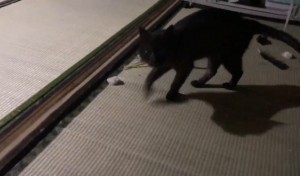 日本語で挨拶をする黒猫