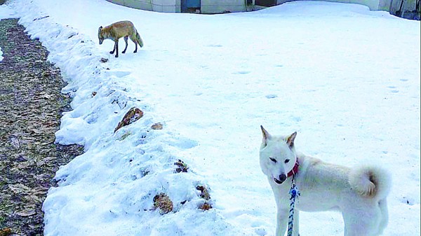 散歩中にキツネに遭遇