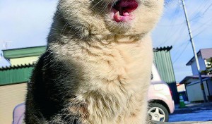 おーーーーーい！　