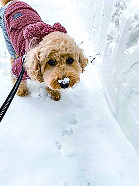 お鼻に雪ついちゃった♪