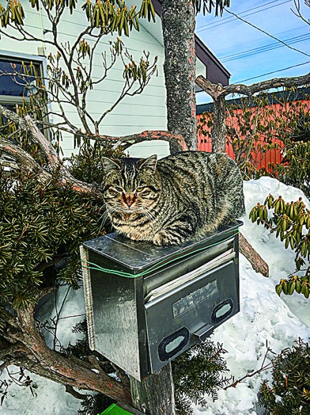 浦幌のチェシャ猫です