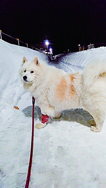 いつもの散歩コースが雪の壁！