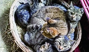 さ～て、何匹 いるでしょう？