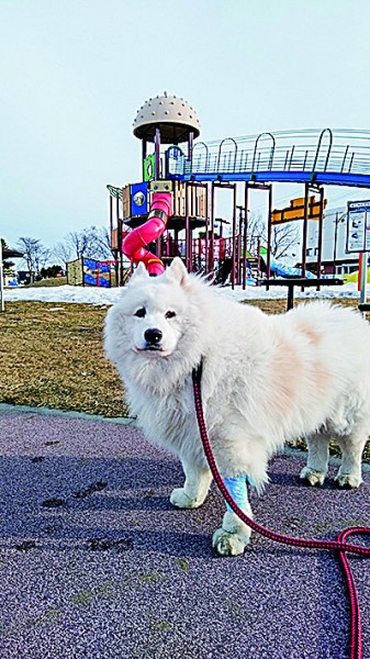 公園お散歩、そろそろできそうです♪ 