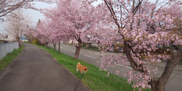 さくらの下を散歩する柴犬