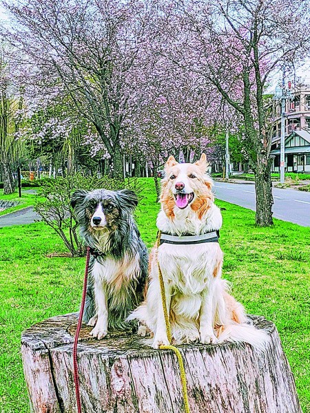 トテッポ通りに、春が来た！