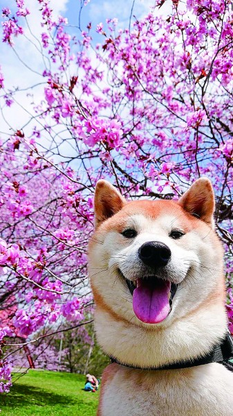 今年も桜と一緒にパシャリ♪