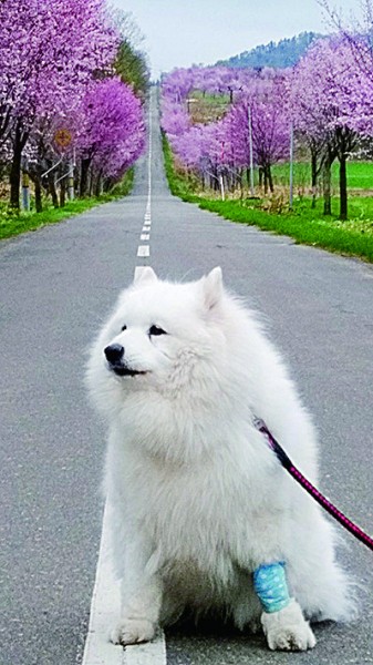 隣村の 桜も奇麗です！