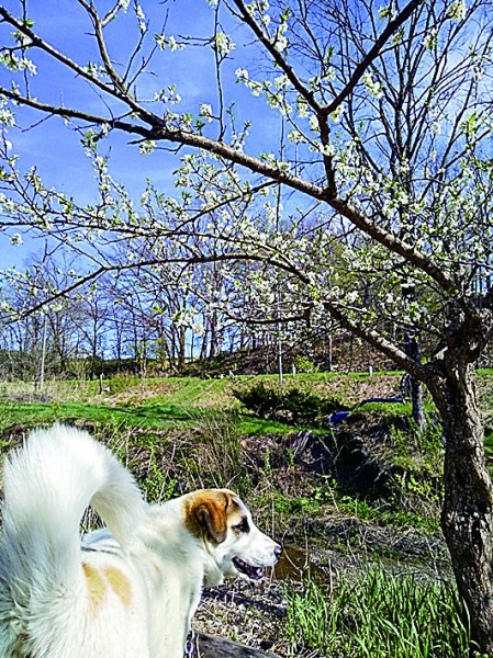 スモモの花。香りに誘われて 一休み。