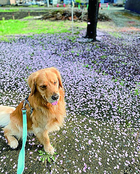 今年の桜も綺麗だったねぇ～