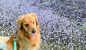 今年の桜も綺麗だったねぇ～