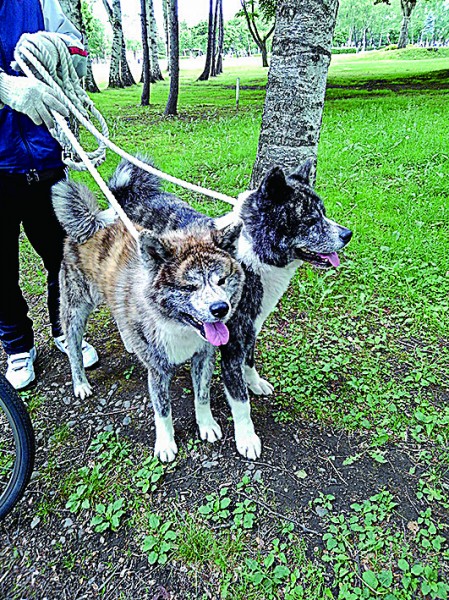 2頭の秋田犬、悠々たる姿に感動しました(･з･)