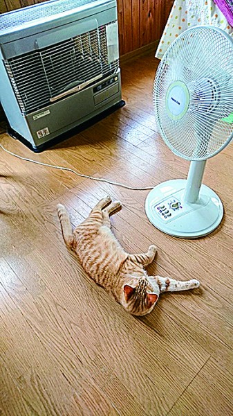 今日は暑いにゃー！！