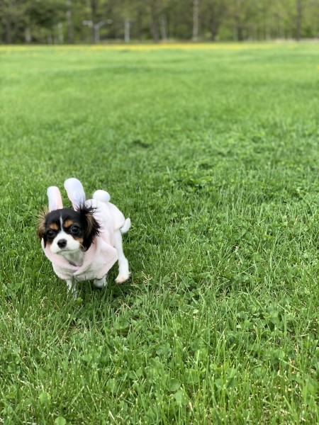 犬だけど、ウサギになっちゃったよ。かわいいでしょ♡♡