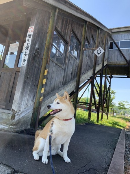 やんちゃでビビリで…まっすぐで、散歩が大好き！！