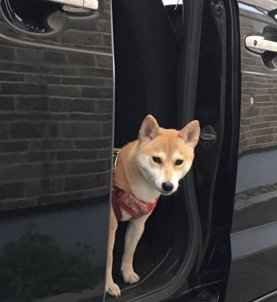 ブーブー（車）大好き！　