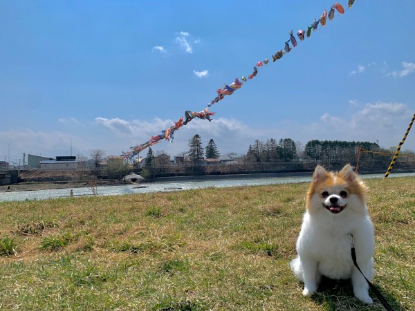 たくさんの鯉のぼりの前でハイチーズ！