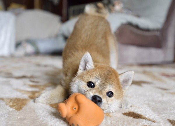 暴れん坊です☆