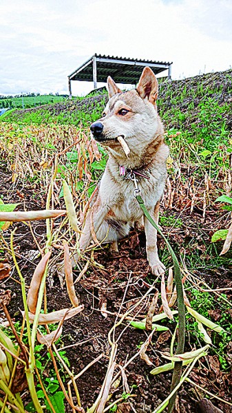 くわえ金時