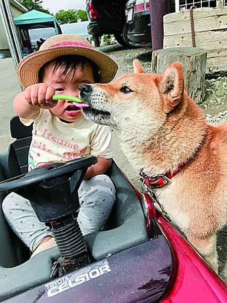 愛車のセルシオでドライブスルー