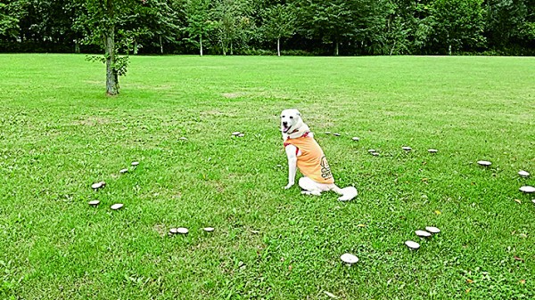 きのこの妖精のお祭りに参加してきたよ♪　