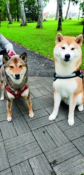 同じ柴犬とは思えない（笑）