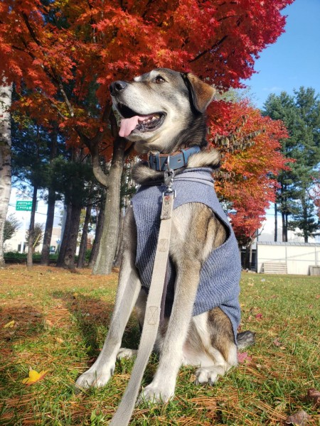 散歩中綺麗な紅葉?