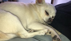 パパのお腹の上ポニョポニョで気持ちいいワン