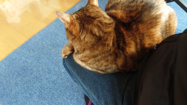 膝の上に猫、動けなせん＃猫あるある!