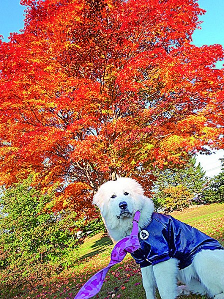 綺麗な紅葉と一緒に