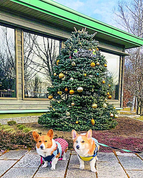 大きなクリスマスツリーがあったよ 蓬＆蒼