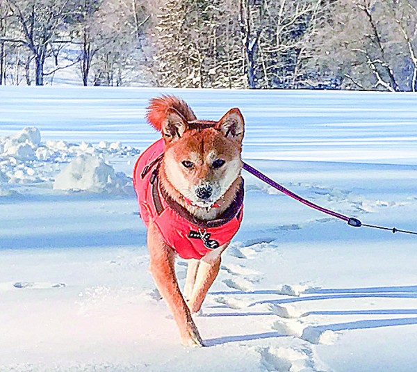 待ってました！雪　(o^^o)