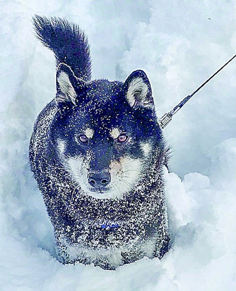 コタツもいいけど、雪の中も楽しいよ(^^)　