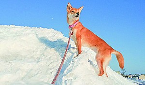冬山登山隊です。