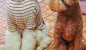 俺たちマブ達２人組だぜー