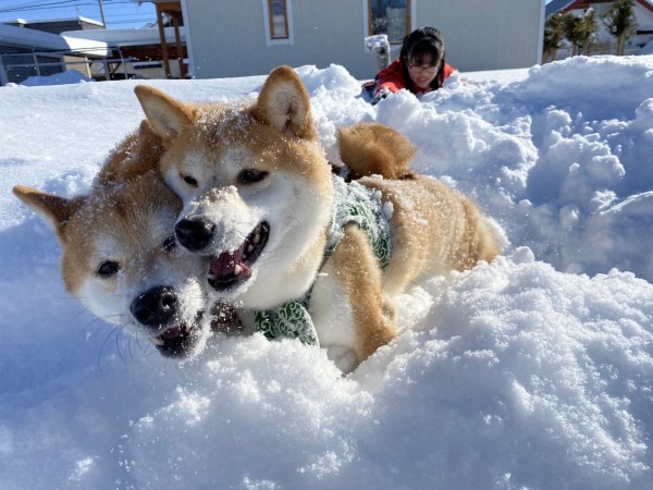 雪大好き