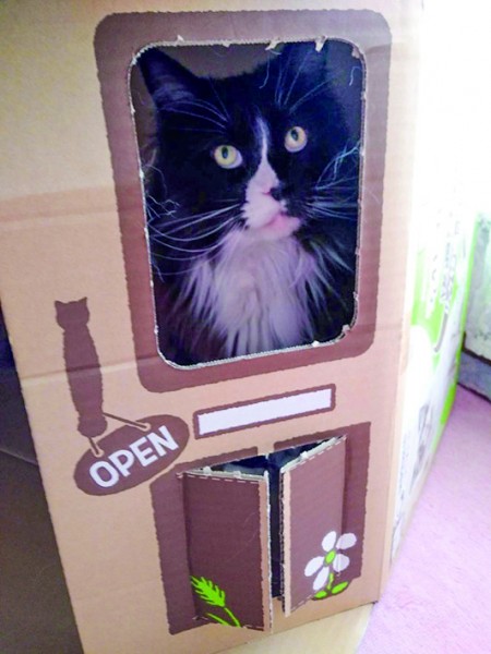 家の箱入り猫です(=^ェ^=)