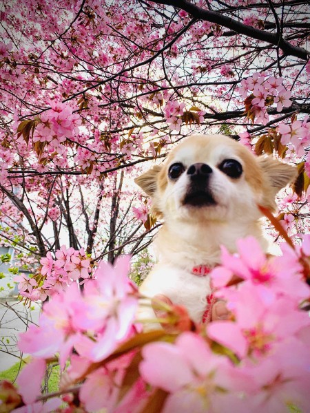満開の桜、一匹占めだワン！