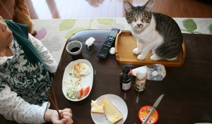 食事の時間になると、必ず食卓の上にあがって食べれるものを ネダります。